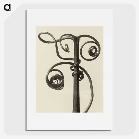 1-19_Karl-Blossfeldt_picture
