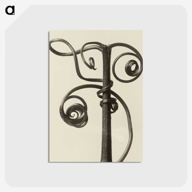 1-19_Karl-Blossfeldt_postcard