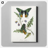 1-19_Le-Jardin-des-Plantes_canvas
