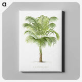 1-19_Les-Palmiers-Histoire-Iconographique_canvas