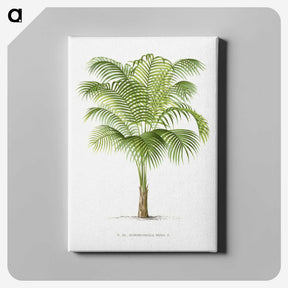 1-19_Les-Palmiers-Histoire-Iconographique_canvas