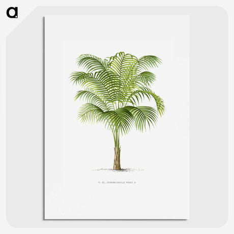 1-19_Les-Palmiers-Histoire-Iconographique_picture