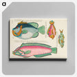 アートパネル-Moluccan Fishes
 - ルイ ルナール Canvas.