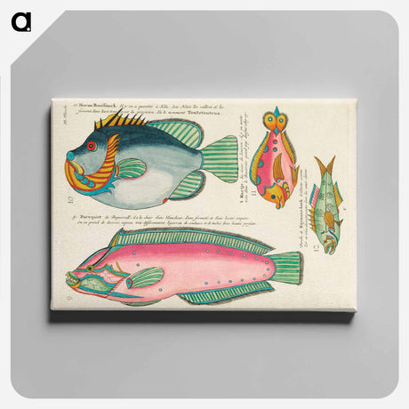 アートパネル-Moluccan Fishes
 - ルイ ルナール Canvas.