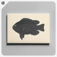 アートパネル-Unidentified Fish
 - ルイージ バルガーニ Canvas.