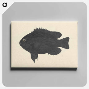 アートパネル-Unidentified Fish
 - ルイージ バルガーニ Canvas.