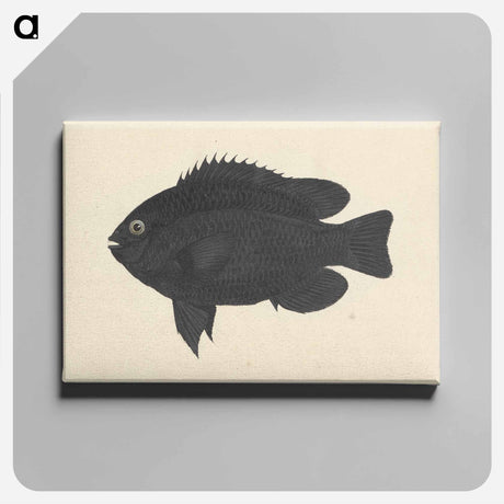 アートパネル-Unidentified Fish
 - ルイージ バルガーニ Canvas.