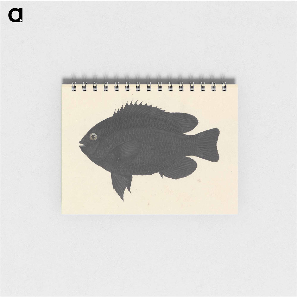 Unidentified Fish
 - ルイージ バルガーニ Memo.