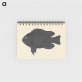 Unidentified Fish
 - ルイージ バルガーニ Memo.