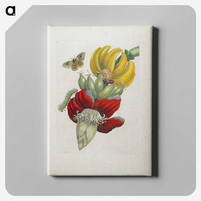 1-19_Maria-Sibylla-Merian_canvas