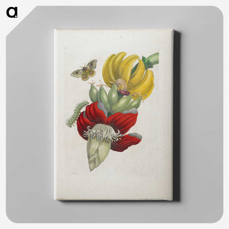 1-19_Maria-Sibylla-Merian_canvas