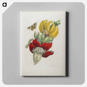 アートパネル-Plate 12
 - マリア ジビーラ メーリアン Canvas.