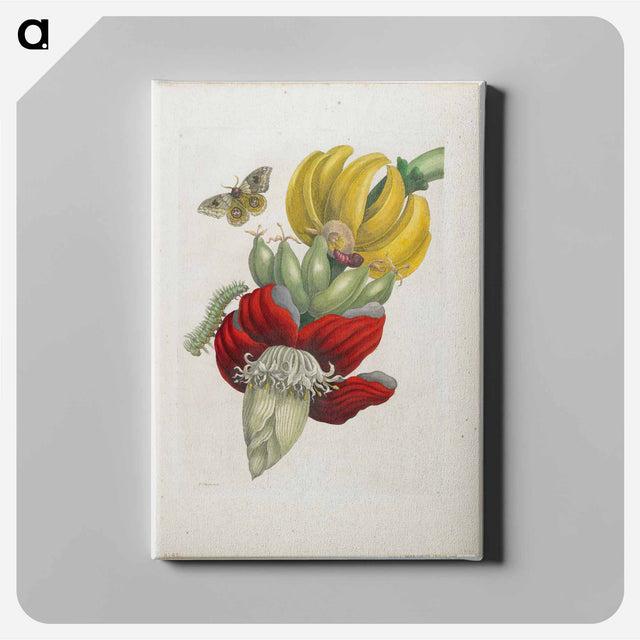 アートパネル-Plate 12
 - マリア ジビーラ メーリアン Canvas.