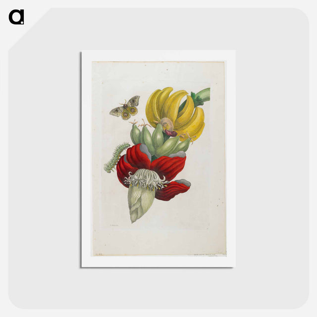 アートポストカード-Plate 12
 - マリア ジビーラ メーリアン Postcard.