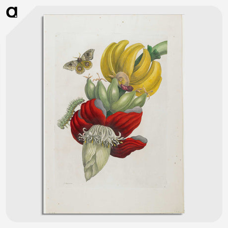 1-19_Maria-Sibylla-Merian_picture-crop