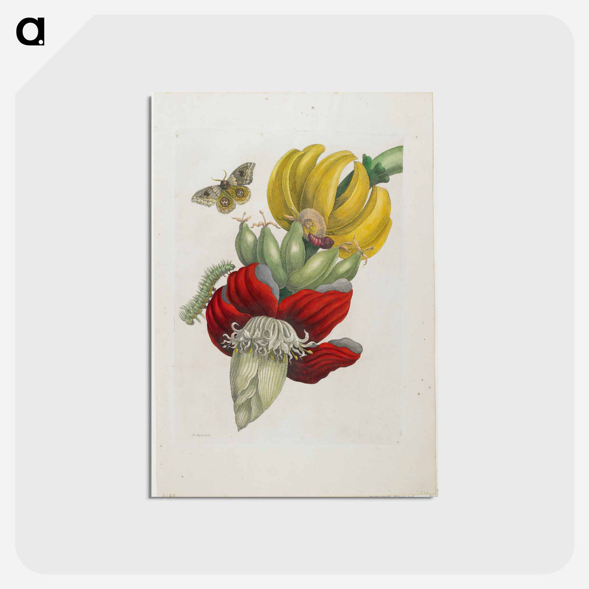 アートポストカード-Plate 12
 - マリア ジビーラ メーリアン Postcard.