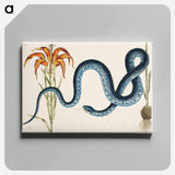 アートパネル-Wampum Snake
 - マーク ケイツビー Canvas.
