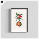 アートポスター-Punica granatum Illustration
 - 薬用植物学 Poster.