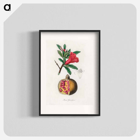 アートポスター-Punica granatum Illustration
 - 薬用植物学 Poster.