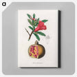 アートパネル-Punica granatum Illustration
 - 薬用植物学 Canvas.