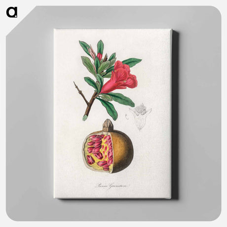 アートパネル-Punica granatum Illustration
 - 薬用植物学 Canvas.