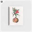 アートメモ帳-Punica granatum Illustration
 - 薬用植物学 Memo.