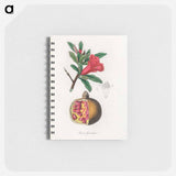 アートメモ帳-Punica granatum Illustration
 - 薬用植物学 Memo.