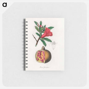 アートメモ帳-Punica granatum Illustration
 - 薬用植物学 Memo.