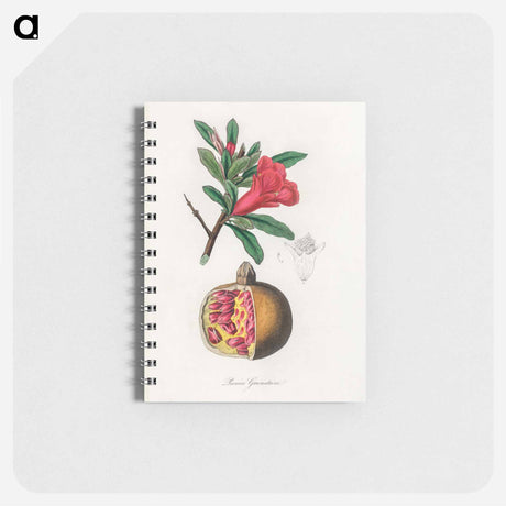 アートメモ帳-Punica granatum Illustration
 - 薬用植物学 Memo.