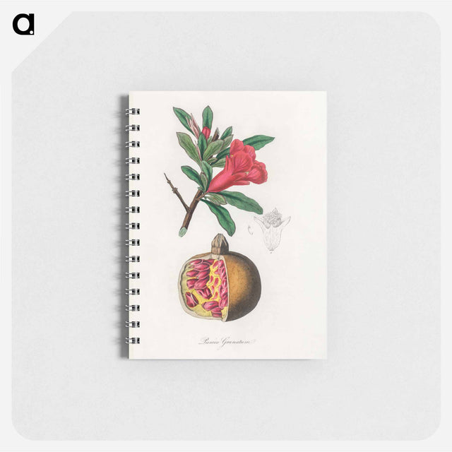 アートメモ帳-Punica granatum Illustration
 - 薬用植物学 Memo.