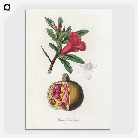 1-19_Medical-Botany_picture-crop