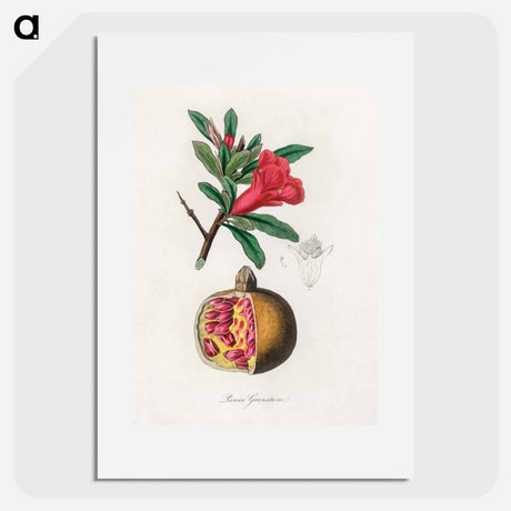 アートポスター-Punica granatum Illustration
 - 薬用植物学 Poster.