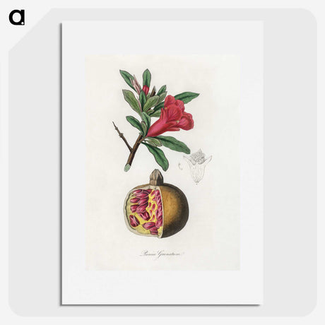 1-19_Medical-Botany_picture