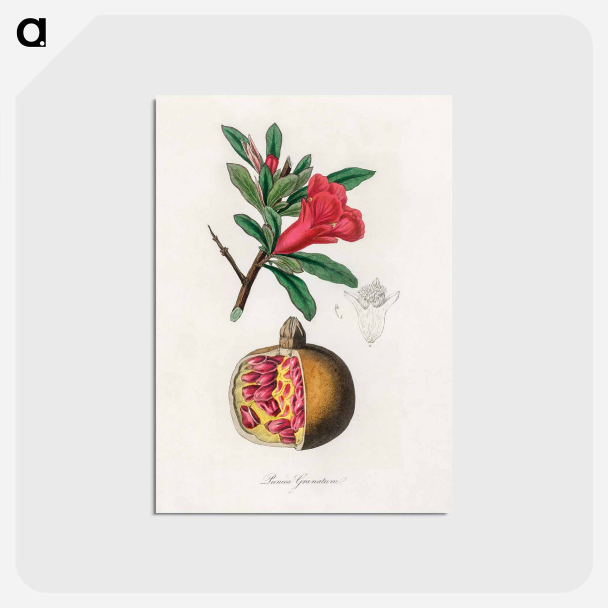 アートポストカード-Punica granatum Illustration
 - 薬用植物学 Postcard.
