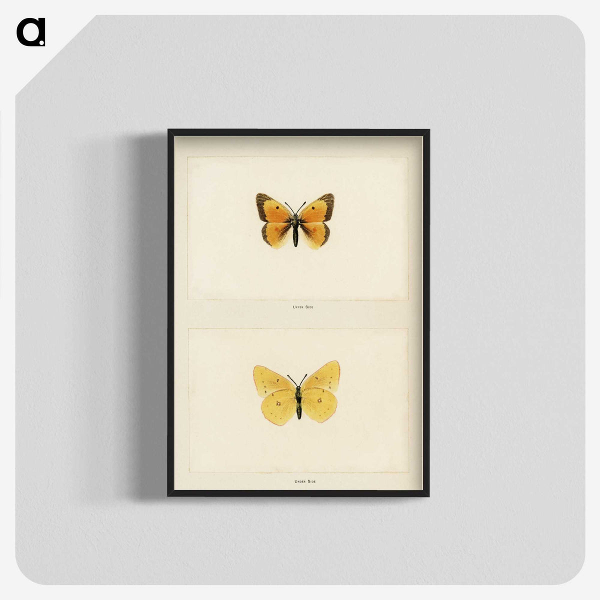 1-19_Moths-and-Butterflies-of-the-United-States_blk-crop