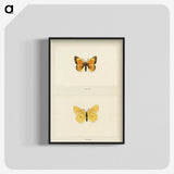 1-19_Moths-and-Butterflies-of-the-United-States_blk-crop