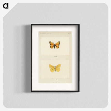 1-19_Moths-and-Butterflies-of-the-United-States_blk