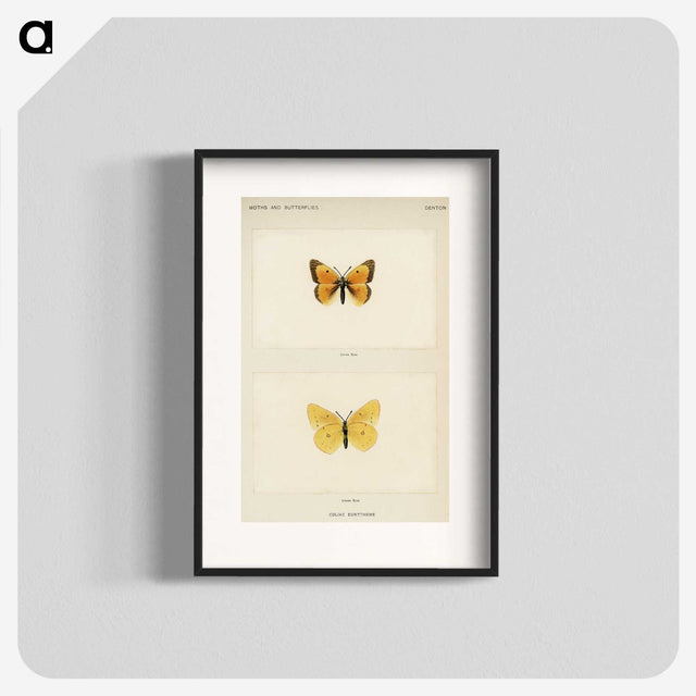 1-19_Moths-and-Butterflies-of-the-United-States_blk