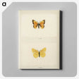 1-19_Moths-and-Butterflies-of-the-United-States_canvas