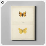 1-19_Moths-and-Butterflies-of-the-United-States_canvas