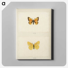 1-19_Moths-and-Butterflies-of-the-United-States_canvas