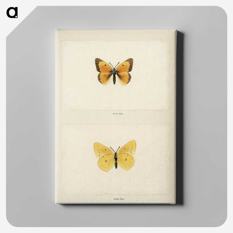 1-19_Moths-and-Butterflies-of-the-United-States_canvas