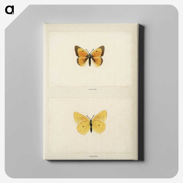 1-19_Moths-and-Butterflies-of-the-United-States_canvas
