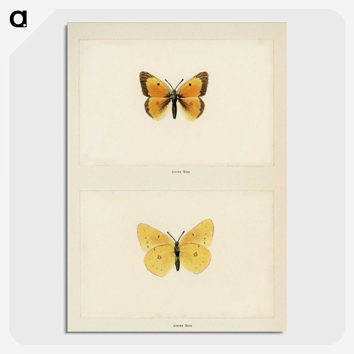 1-19_Moths-and-Butterflies-of-the-United-States_picture-crop
