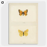 1-19_Moths-and-Butterflies-of-the-United-States_picture-crop