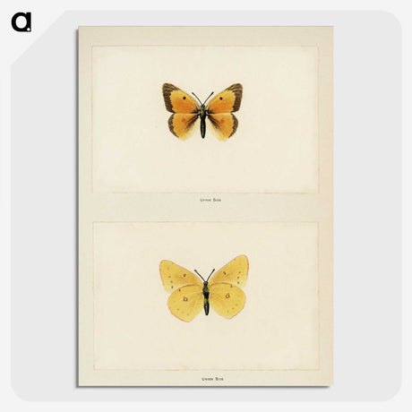 1-19_Moths-and-Butterflies-of-the-United-States_picture-crop