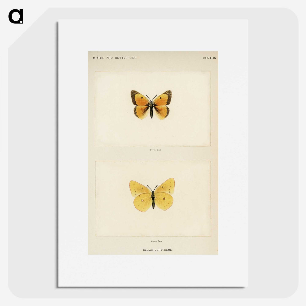 1-19_Moths-and-Butterflies-of-the-United-States_picture