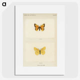 1-19_Moths-and-Butterflies-of-the-United-States_picture