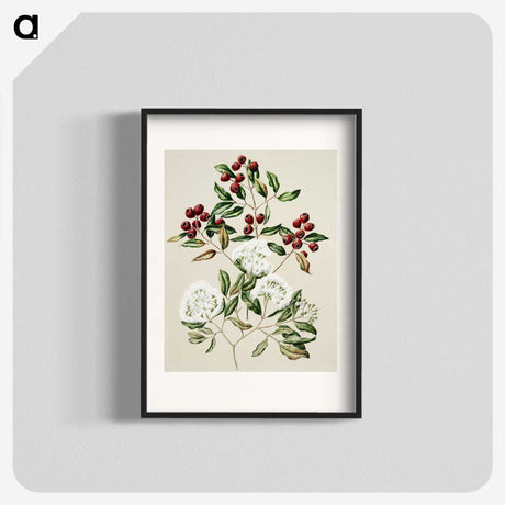 1-19_Native-Flowering-Plants-of-New-Zealand_blk