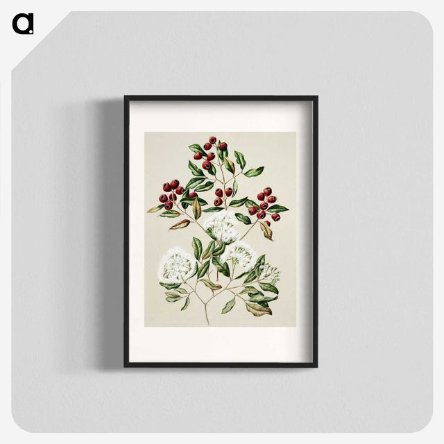 1-19_Native-Flowering-Plants-of-New-Zealand_blk